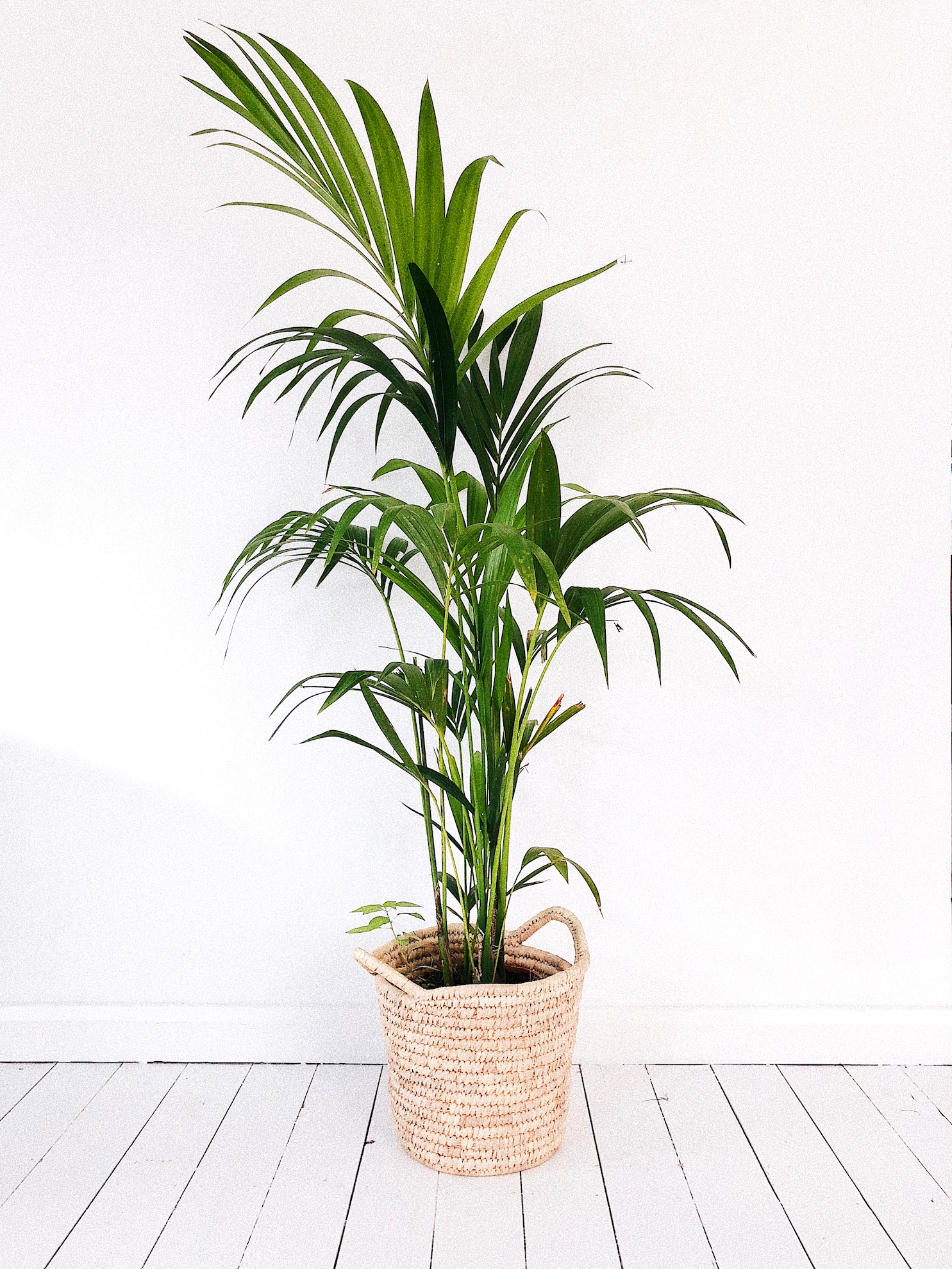 Non-toxic Houseplants Kentia Palm